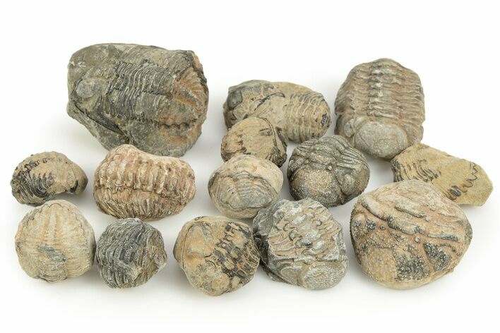 Bargain Phacopid Trilobite Fossils - Photo 1